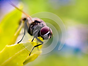 TheÂ houseflyÂ & x28;Musca domeia& x29; is a fly of the suborder Cyclorrhapha. in indian village garden image